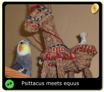 psittacus meets equus