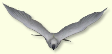 Fliegender Kakadu